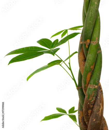 Photo: image d'une plante verte, calme, sérénité et relaxation image d'une plante verte, calme, sérénité et relaxation