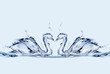Water Swans in Love