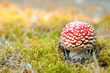 little red mushroom in autumn forest