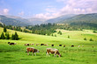 Carpathian Mountains