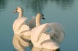 Romantic couple of swans on the lake at sunrise