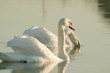 Romantic couple of swans on the lake at sunrise