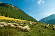 Sheep farm in the mountains
