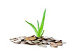 Plant in coins Plant in coins