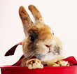 Hase