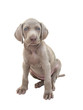 Weimaraner puppy 01