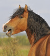 bay horse stallion portrait