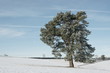 Der Baum im Schnee Der Baum im Schnee