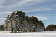 Baumreihe im Schnee Baumreihe im Schnee