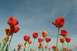 Tulpen Tulpen