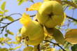 Herbst wie Frühling