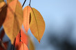 herbstlich