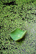 Feuille de lotus et lentilles d'eau