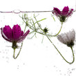 bubbles drops on a flower bubbles drops on a flower