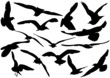 Flying sea-gulls vector illustration Flying sea-gulls vector illustration
