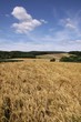 summer fields