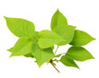 Branch