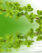 Branch