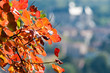 Feuilles d'automne 1