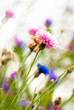 image verticale, fleurs au printemps avec rayons du soleil
