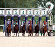 Horserace Start Gate.