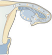 The female reproduction process