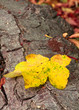 Autumn leaf