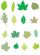 FEUILLES D'ARBRES
