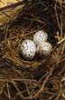 Photo: Bird nest with eggs Bird nest with eggs