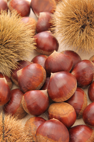 Photo: chestnut chestnut