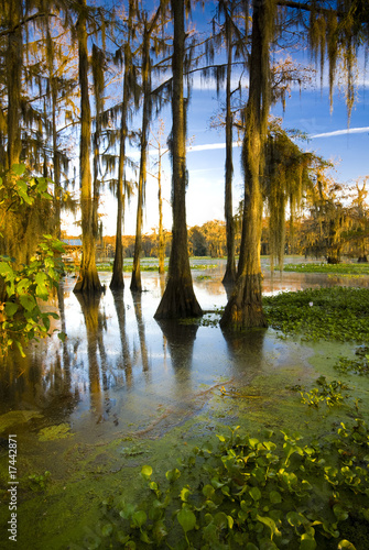 Photo: Caddo Lake, TX Caddo Lake, TX