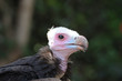 White-headed Vulture
