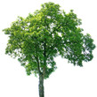 arbre isolé sur fond blanc arbre isolé sur fond blanc