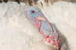 Foto: portrait d'une dinde portrait d'une dinde