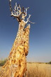African tree