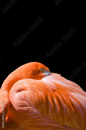Photo: Flamingo Flamingo