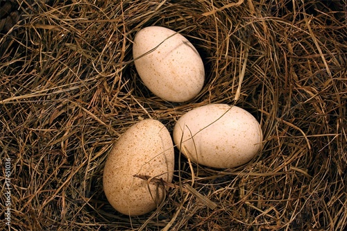 Photo: Gänseeier Gänseeier