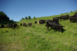 vaches noires dans les alpages