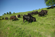 troupeau de vaches noires