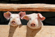 piglets on a farm