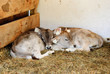 veal on a farm