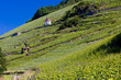 grand cru vineyard , Thann, Alsace, France