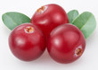 Cranberries on a white background
