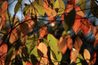 bunt