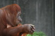 Orang-Utan