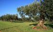 Ulivo
