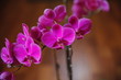 orchidee