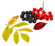 Fall still-life