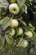 green apples