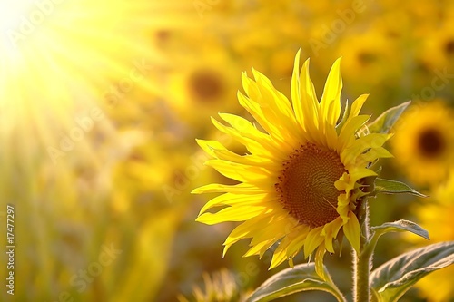  Sunflower on a meadow in the light of the setting sun